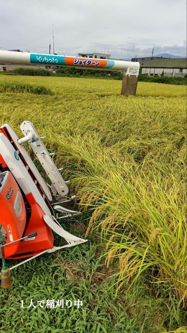 田に入らないと何もわからない 玄米10kg７年産コシヒカリ 特栽①化学農薬不使用