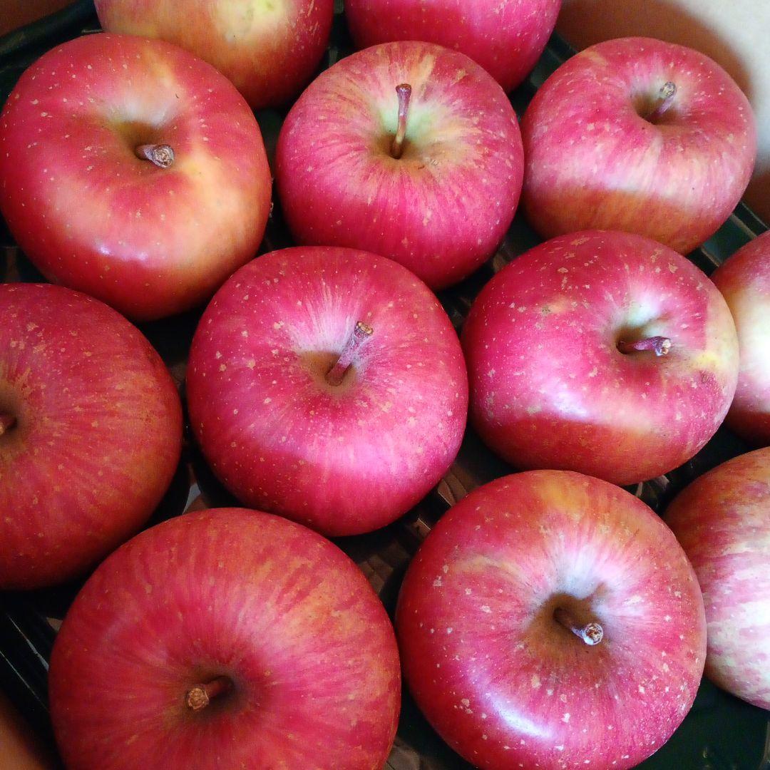 青森　葉取らずサンふじ　10キロ箱　赤特秀