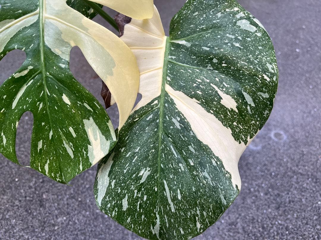 メ*1様 モンステラ デリシオーサ タイコンステレーション 検索 アイボリー ス