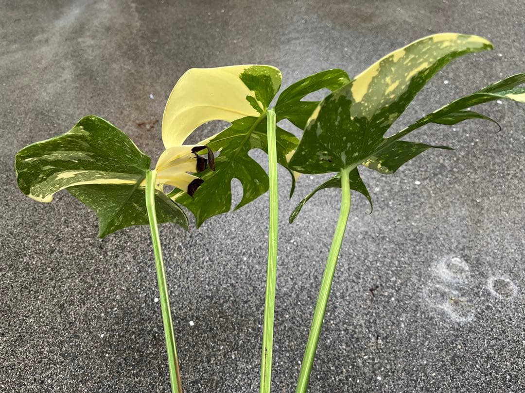 メ*1様 モンステラ デリシオーサ タイコンステレーション 検索 アイボリー ス