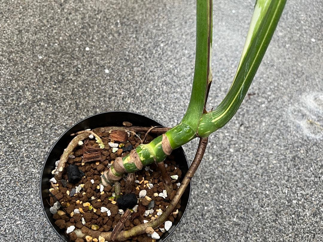 メ*1様 モンステラ デリシオーサ タイコンステレーション 検索 アイボリー ス