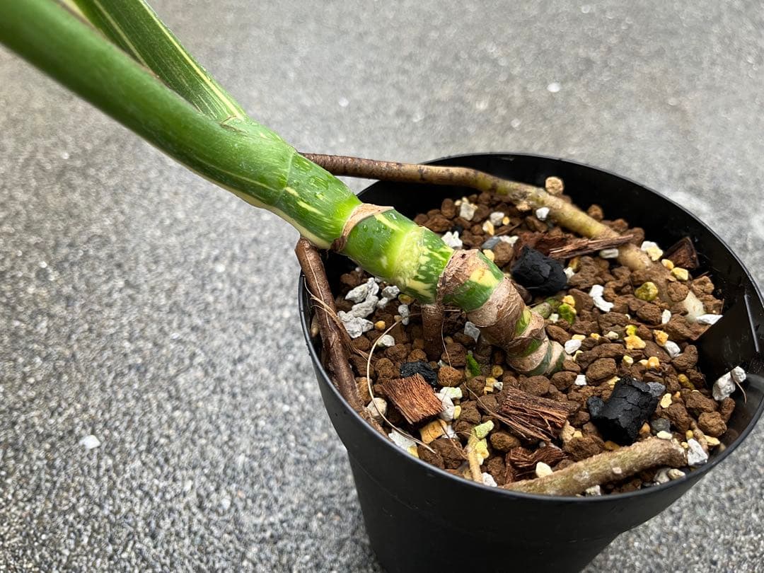 メ*1様 モンステラ デリシオーサ タイコンステレーション 検索 アイボリー ス