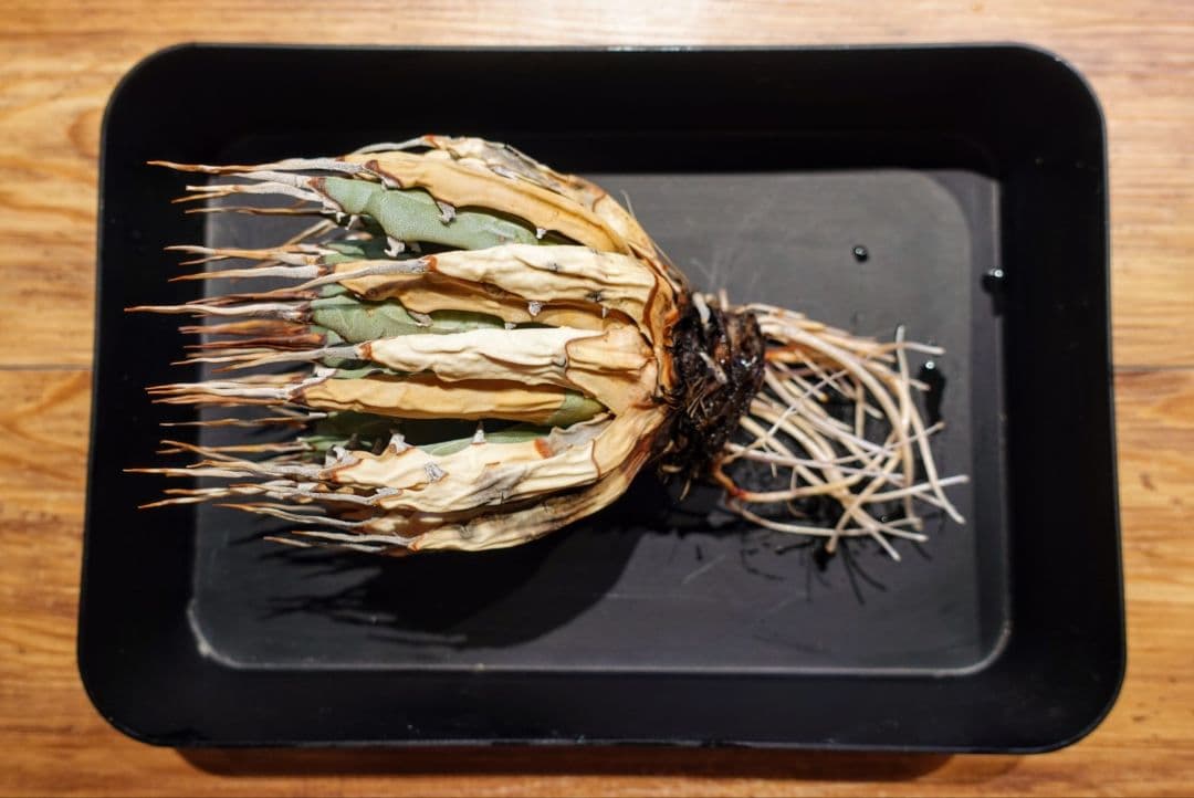 ユ*ー様 お年玉出品！③【発根済・3.5号】陽炎×きれいな円形◎エボリスピナ/鉢