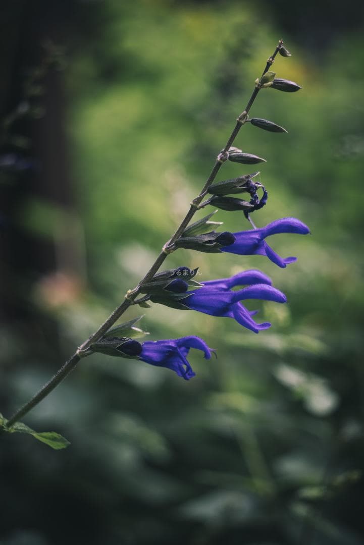 ライカの神マクロ！Leica Elmar 65mm F3.5 Visoflex