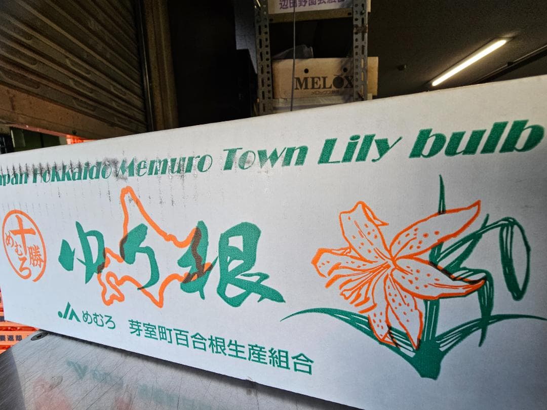 百合根　ゆりね　特大2L　33個入り　5Ｋ