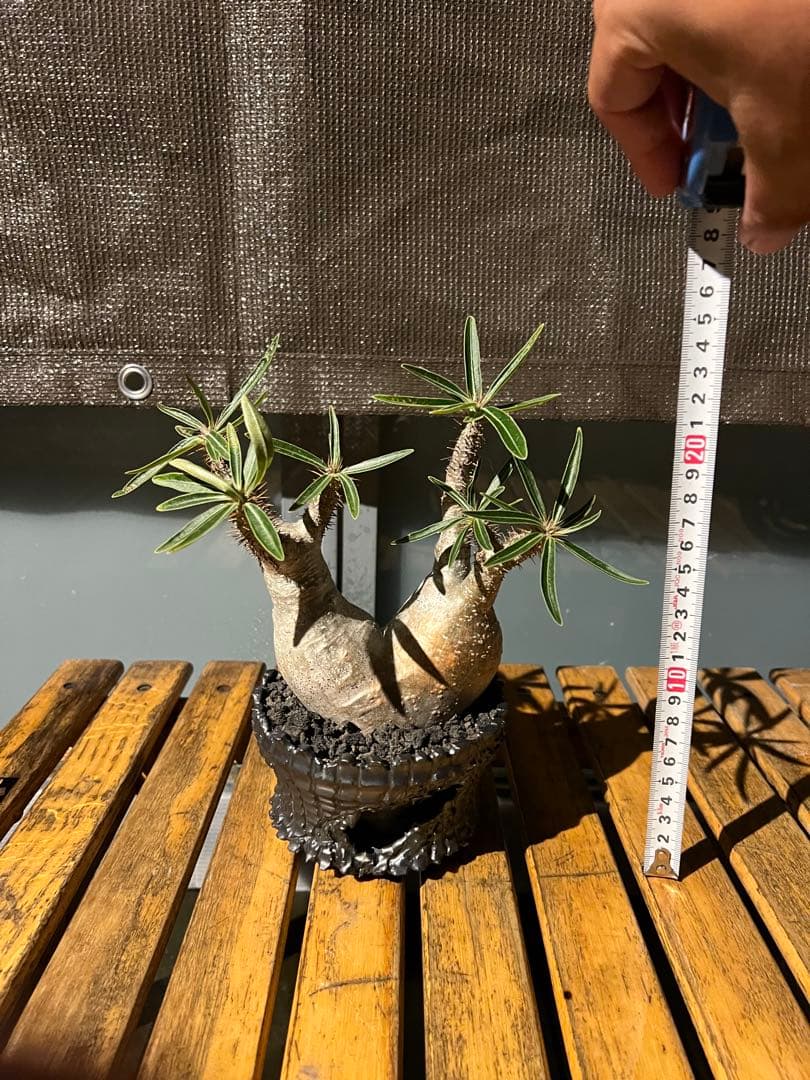 パキポディウムグラキリス２頭【現地球】