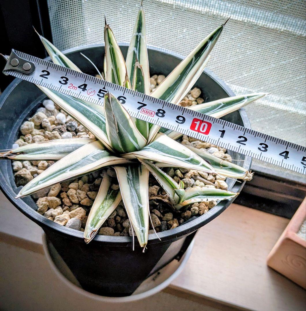 アガベ　笹の雪 　氷山　子株付き 鉢のまま発送