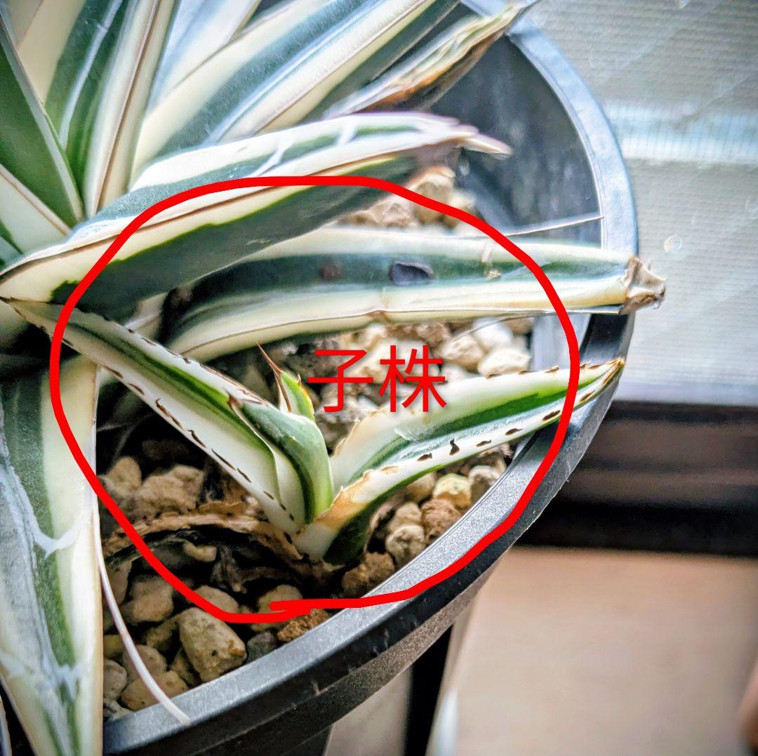 アガベ　笹の雪 　氷山　子株付き 鉢のまま発送