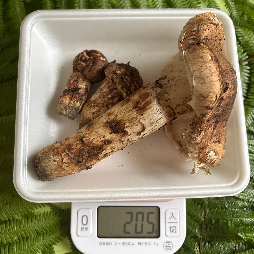 広島県産 松茸３本（205g）①