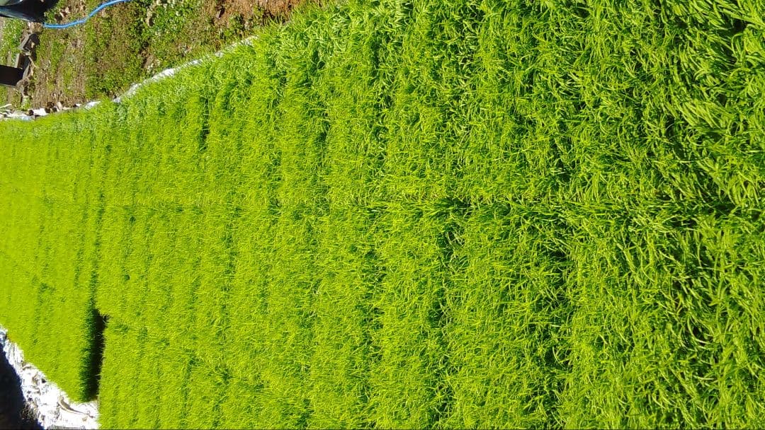 玄米30キロ　キヌヒカリ　兵庫県産