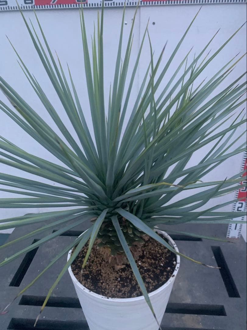 ユッカ　リギダ　分頭　　白鉢