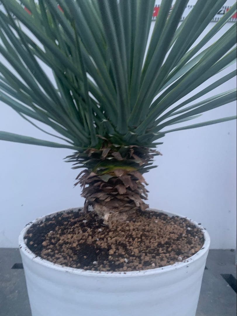 ユッカ　リギダ　分頭　　白鉢