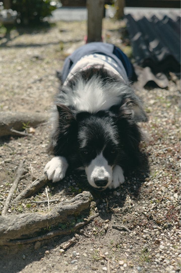 Minolta M-ROKKOR 40mm F2 ミノルタ