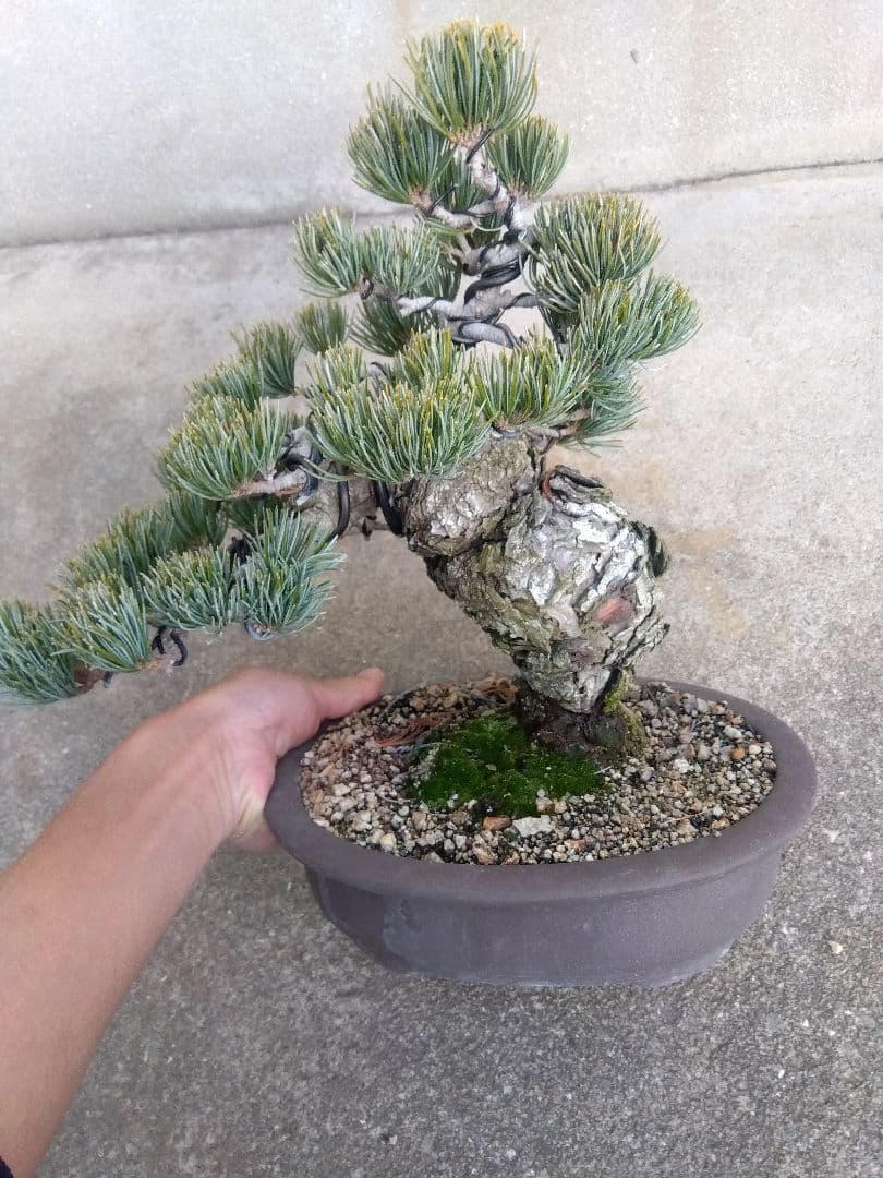 五葉松　盆栽　極太❗良樹形❗8号陶器鉢つき　③