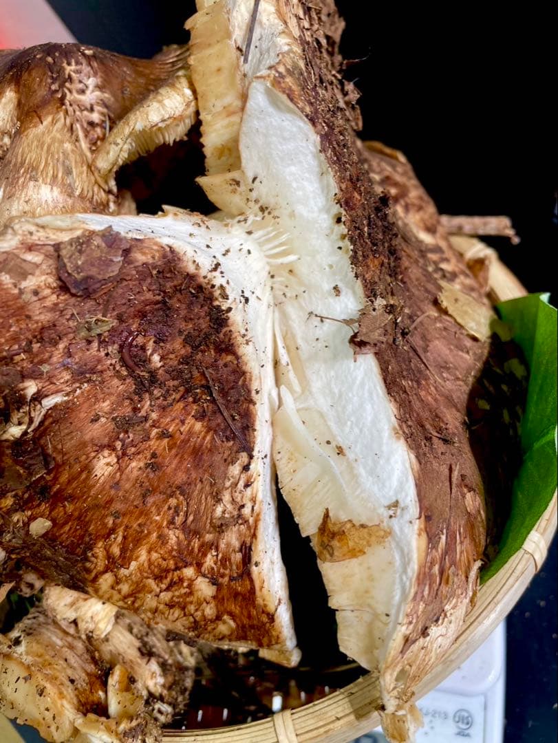 【今期最終‼︎ 希少品‼︎ 訳あり特価‼︎ 傘大量420g】 松茸◆クール便発送◆