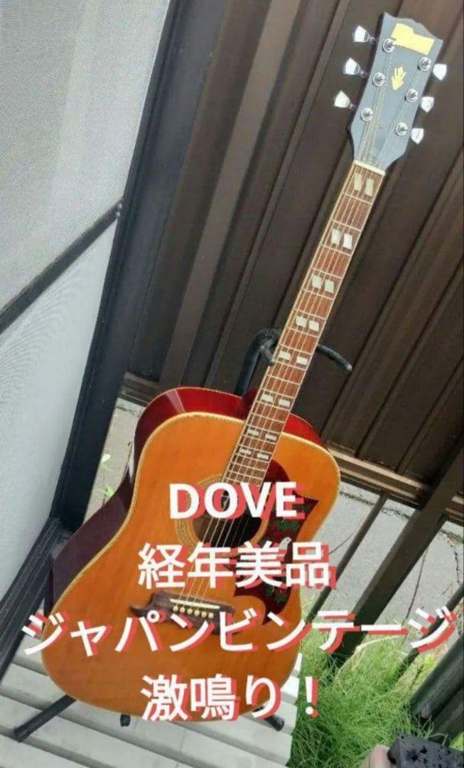 美品 激鳴り！ ジャパンビンテージ DOVE Wピックアップ付エレアコ