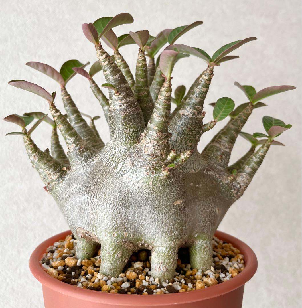 このみ様 リクエスト 2点 まとめ商品