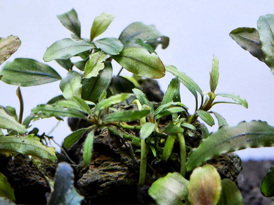 ブセファランドラ『１１種１１株』【完全水中葉【レア種入】宅急便発送（発泡箱使用）