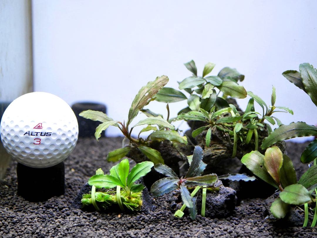 ブセファランドラ『１１種１１株』【完全水中葉【レア種入】宅急便発送（発泡箱使用）