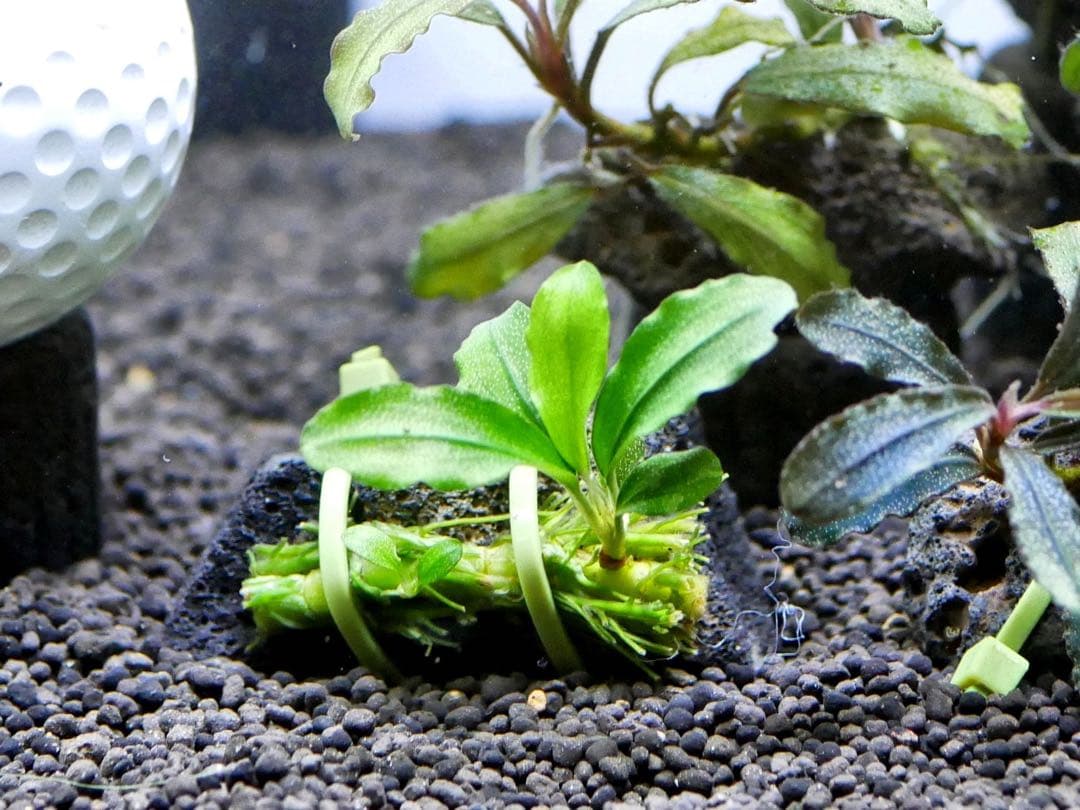 ブセファランドラ『１１種１１株』【完全水中葉【レア種入】宅急便発送（発泡箱使用）