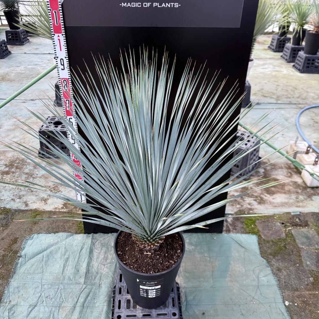 【AL1148】ユッカ　ロストラータ　ランチョブルー　数量限定