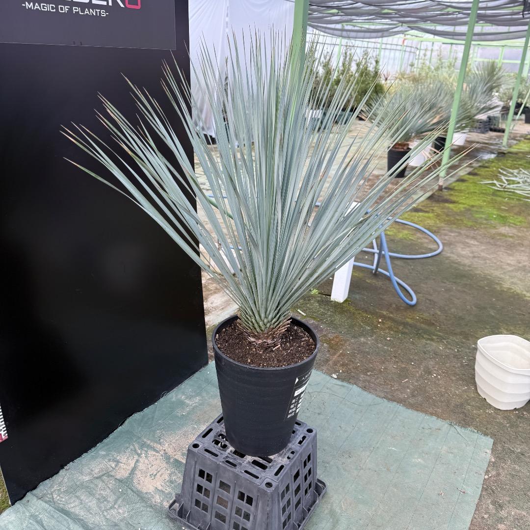 【AL1148】ユッカ　ロストラータ　ランチョブルー　数量限定