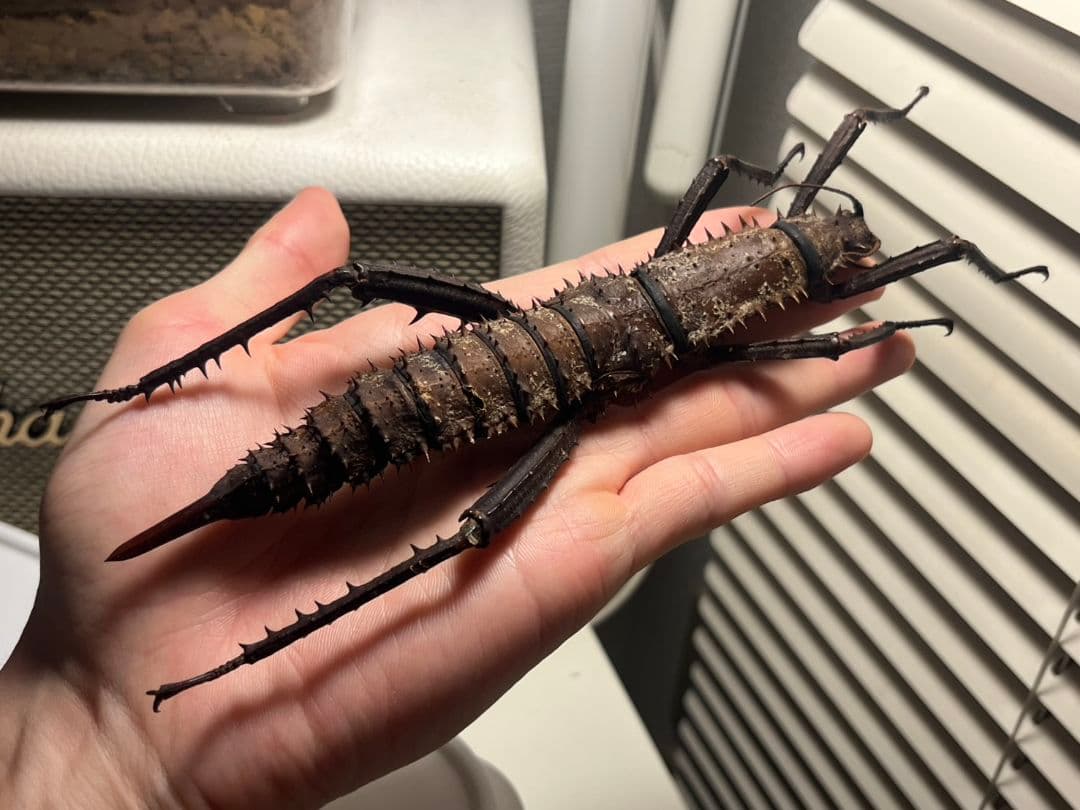 【特大♀】トゲアシフトナナフシオバケフトナナフシコノハムシカマキリバッタ直翅類