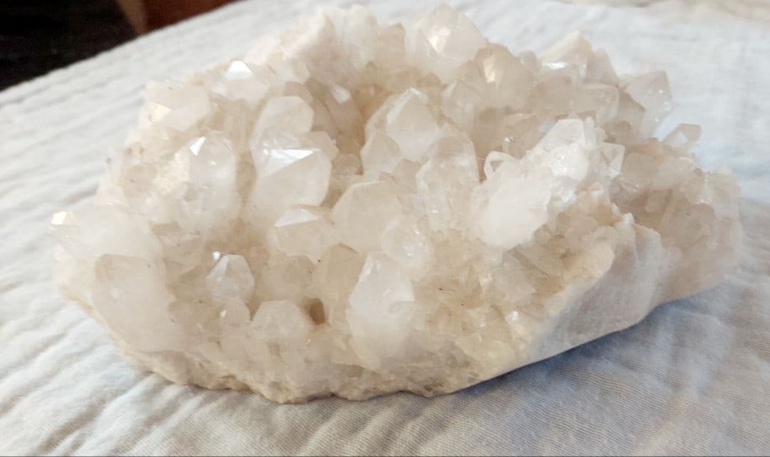 ヒマラヤクラスター　20cm