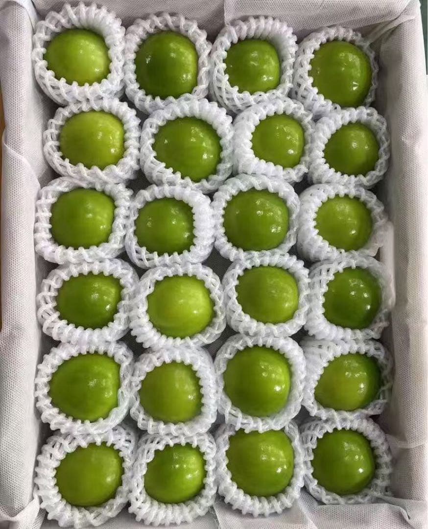 534.新鮮台湾ナツメ　台湾青棗 约2.5kg前後(１８~24玉)玉数お任せ