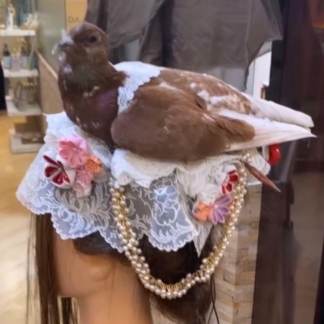 鳩のヘアアクセサリー　ヘッドドレス　レース　パール