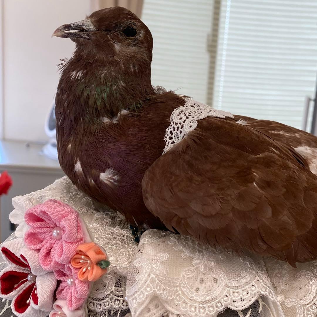 鳩のヘアアクセサリー　ヘッドドレス　レース　パール