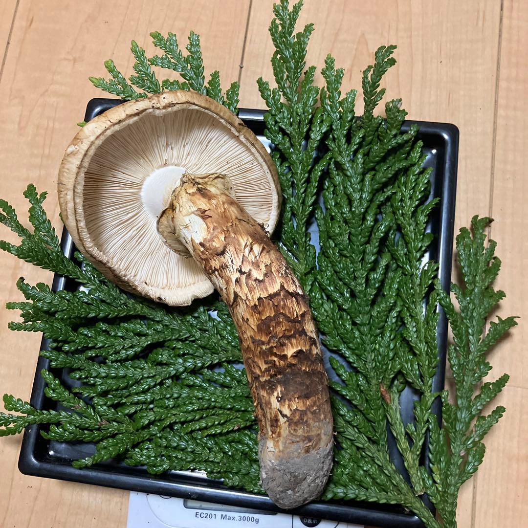 北海道産❗️天然松茸❗️570g‼️