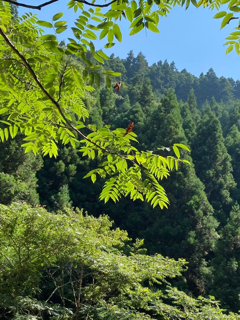 はちみつ　日本蜜蜂のハチミツ　巣箱違いの蜂蜜　奥山の奥