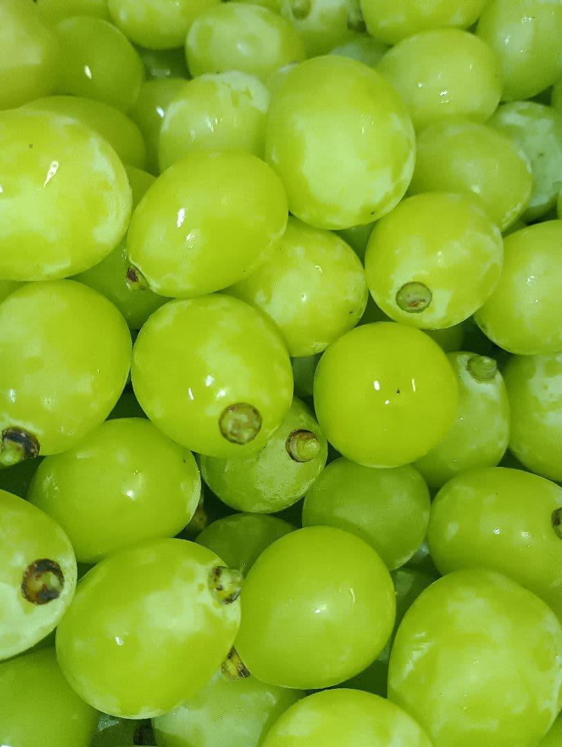 シャインマスカット大粒グリーン多め入り5キロの粒バック入りになります。