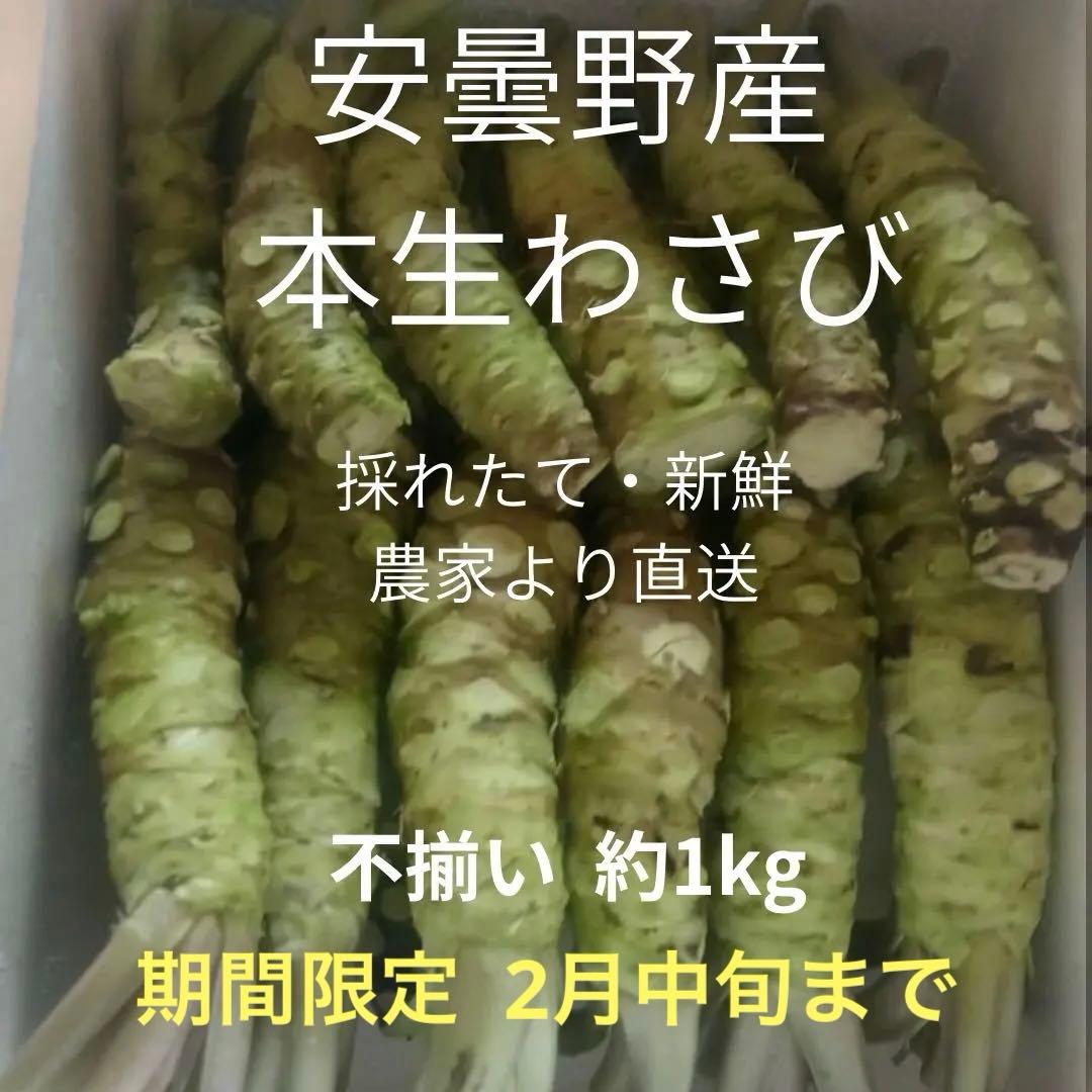 安曇野産 本生わさび 約1kg 不揃い 業務用 採れたて 直送