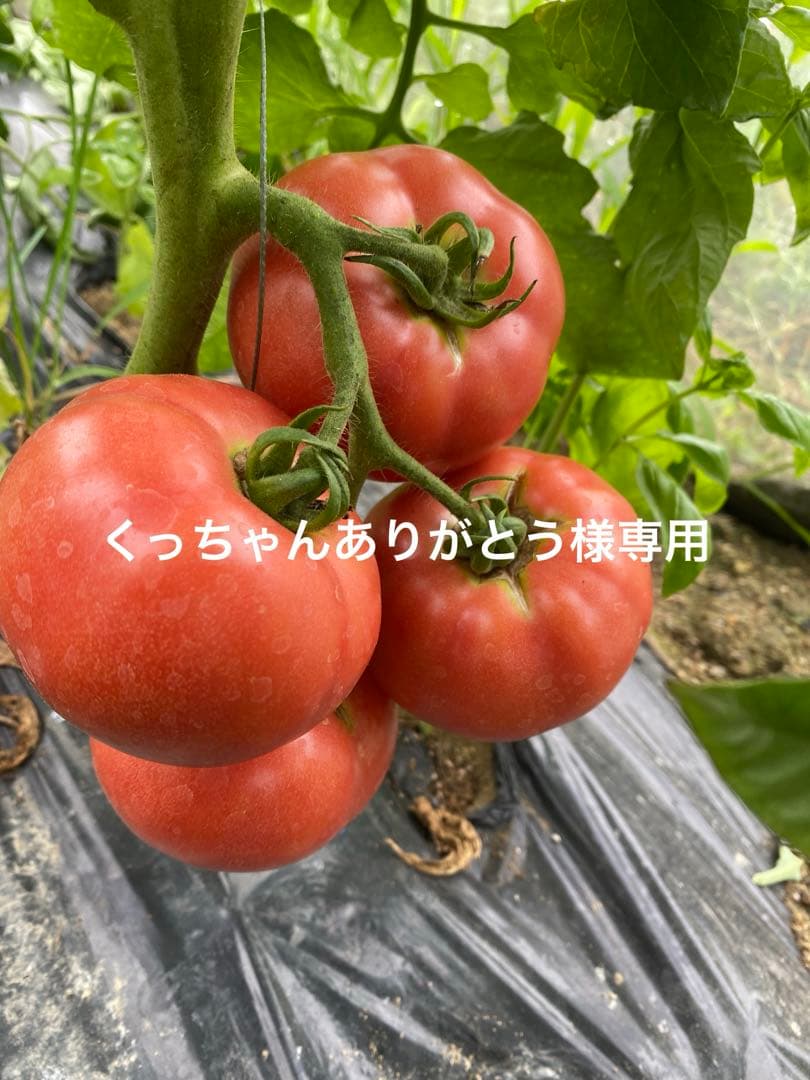 くっちゃんありがとうです