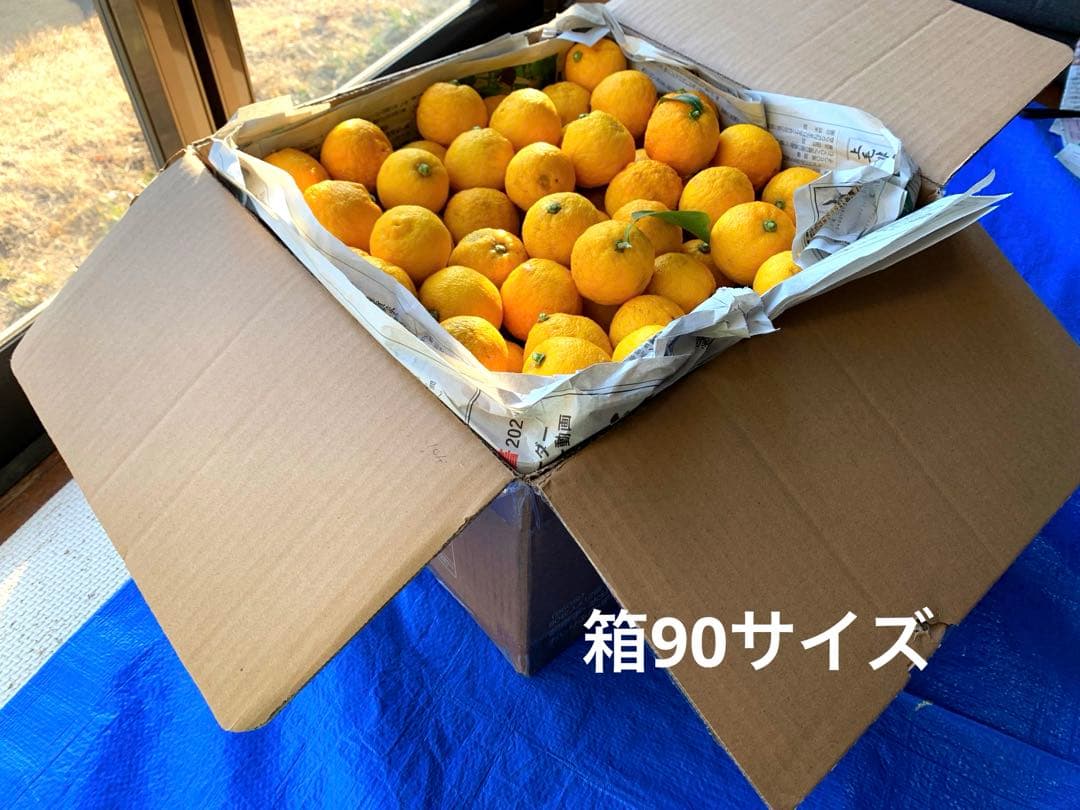 柚子　ゆず　10キロ　無農薬　おまけ　大量