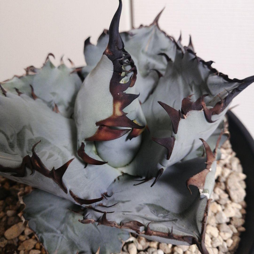 【コッペパンさん専用】アガベチタノタ　ビースト