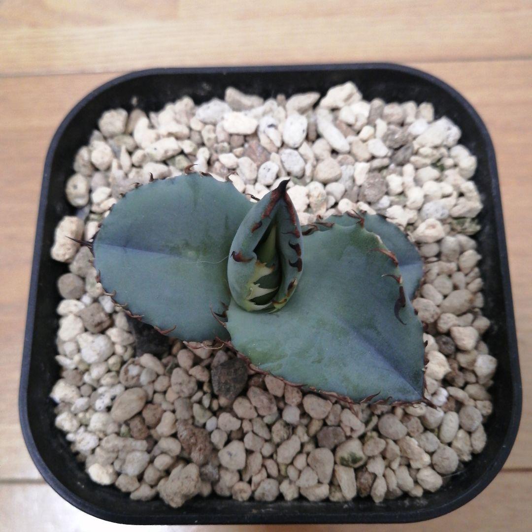 【コッペパンさん専用】アガベチタノタ　ビースト