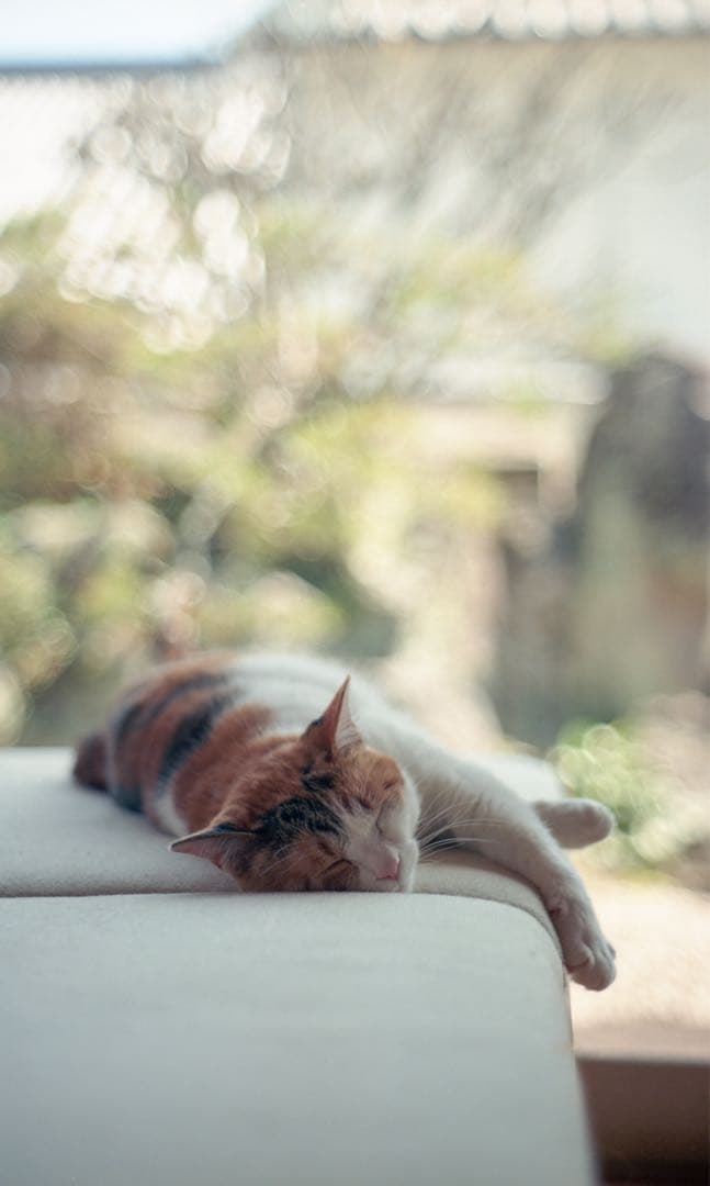 フィルムカメラ Nikon S3 NIKKOR-H 50mm