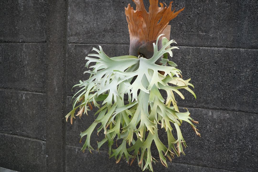 【初売り特価】P.willinckii ' 月光爪哇 ' OC