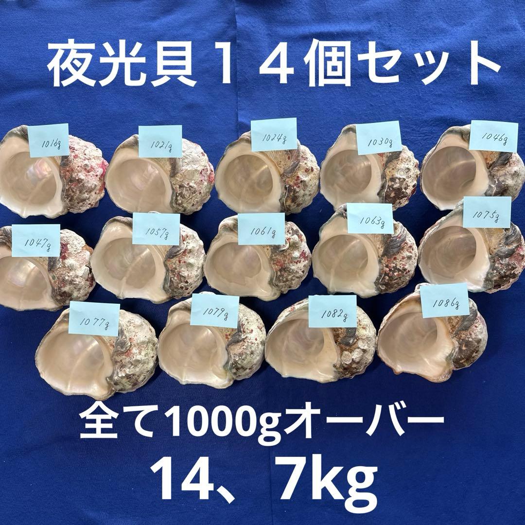 大型夜光貝　ヤコウ貝　まとめ売り　14個　　　14、7kg アクセサリー　ルアー
