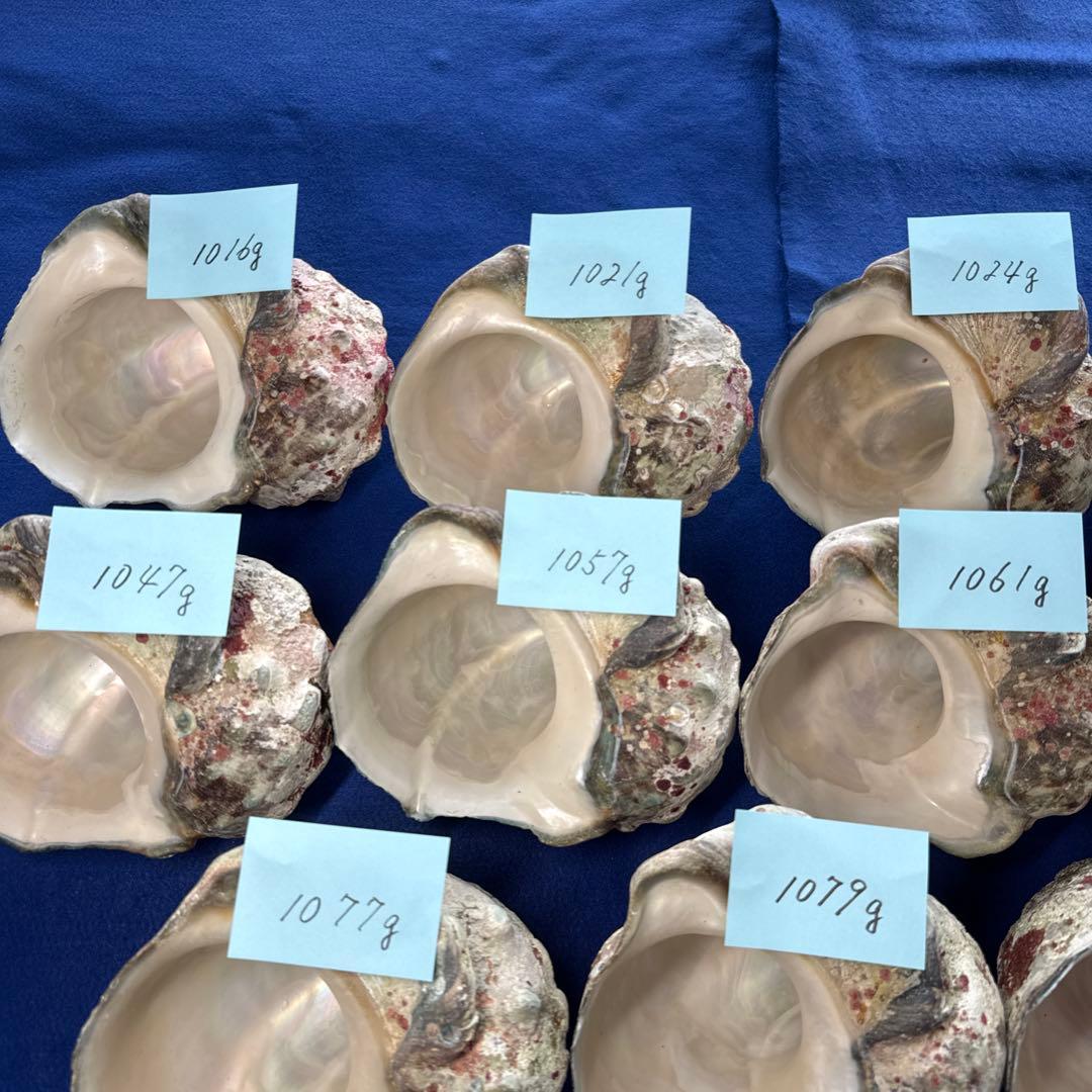 大型夜光貝　ヤコウ貝　まとめ売り　14個　　　14、7kg アクセサリー　ルアー