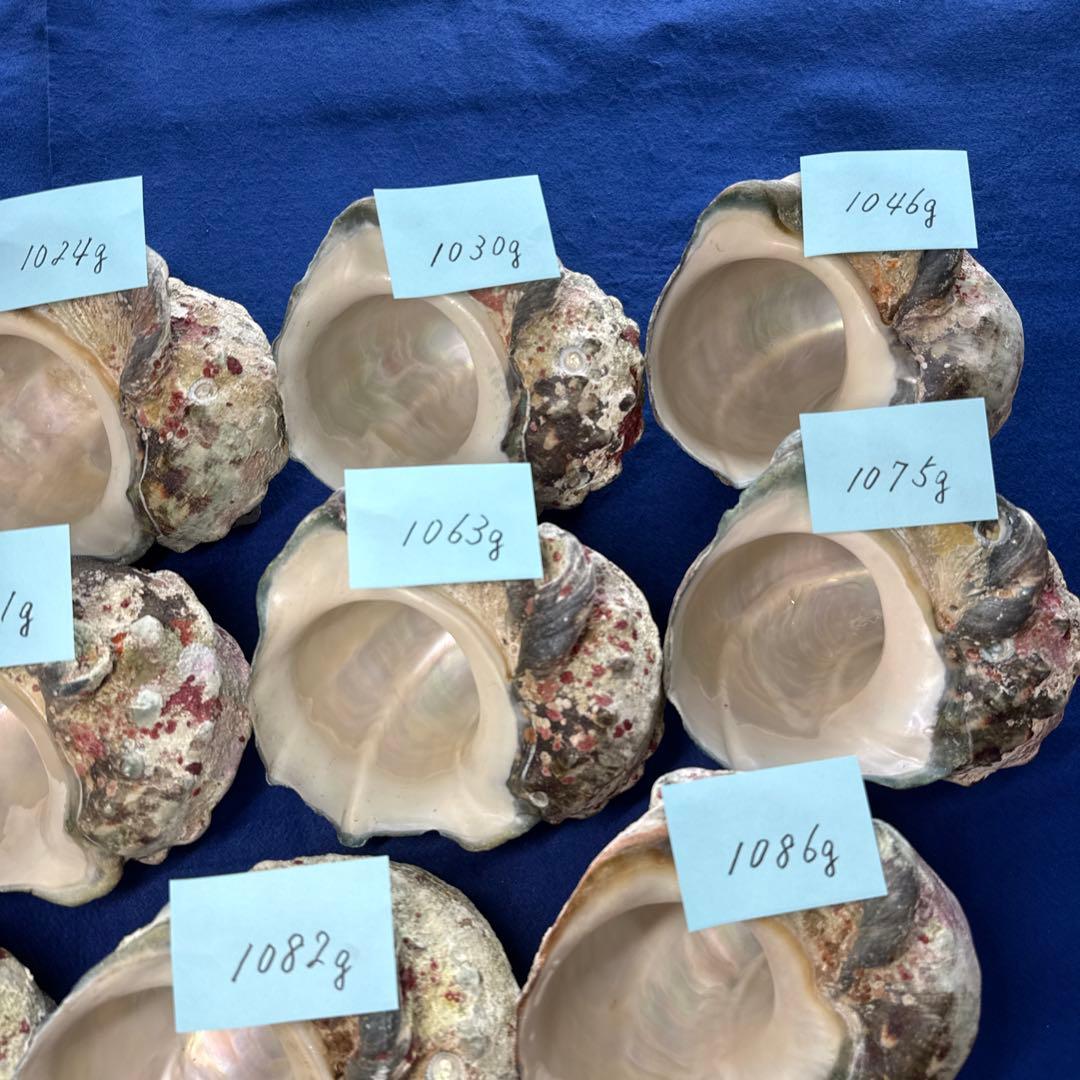 大型夜光貝　ヤコウ貝　まとめ売り　14個　　　14、7kg アクセサリー　ルアー