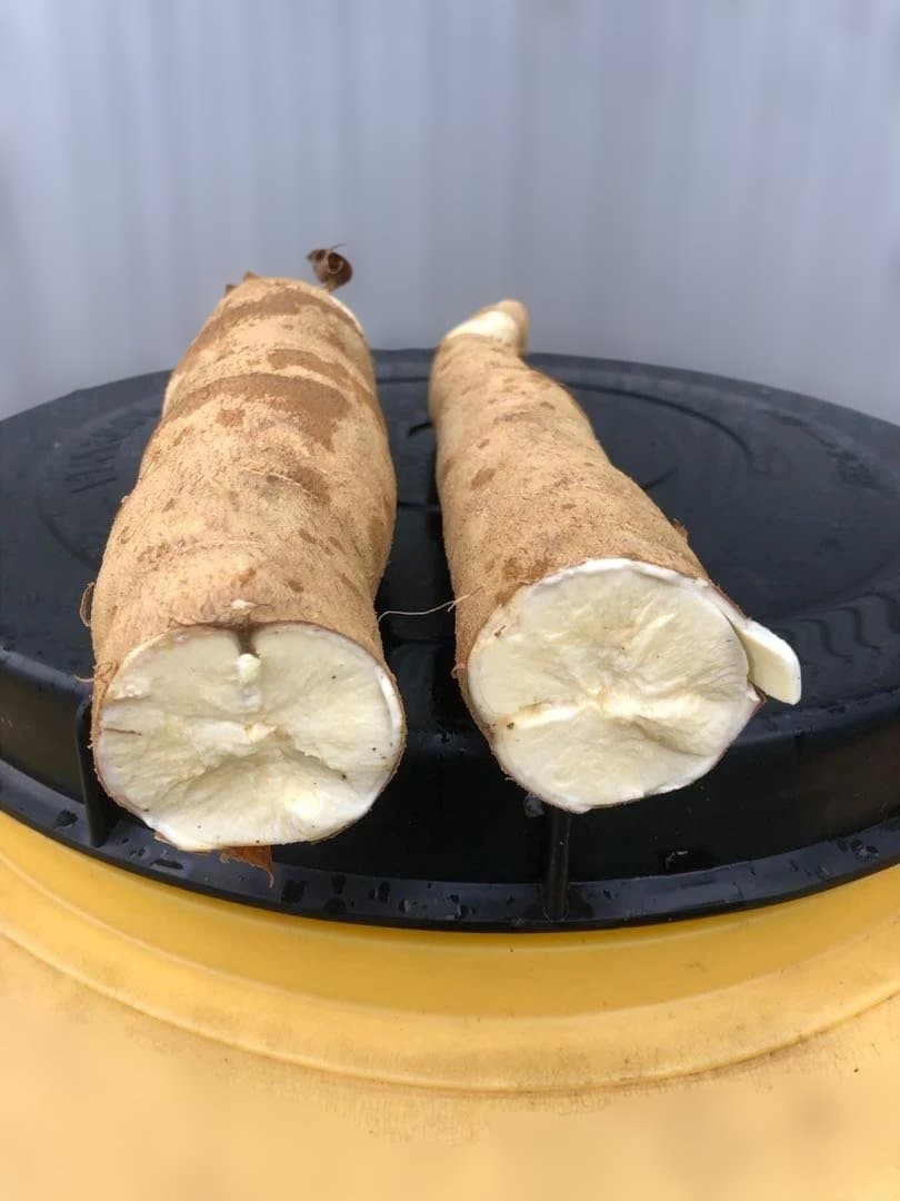 徳之島産キャッサバ生芋20キロ入り