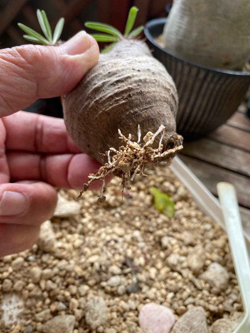 user_765aa874！希少 グラキリス多頭 発根確認済 現地球