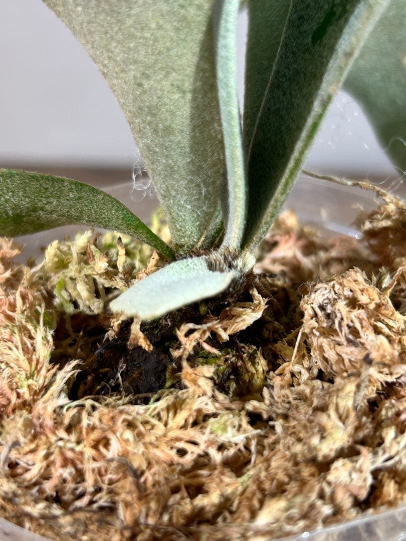 P. Willinckii Jenny #1 (TC)【6】