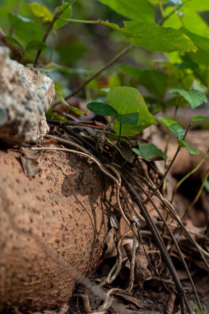 SONY FE 24-70mm F2.8 GM Ⅱ ズームレンズ