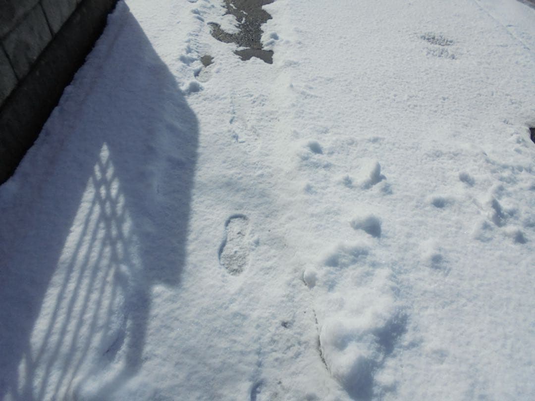 SONY デジカメ Cyber-shot DSC-W810 ピンク 動作品