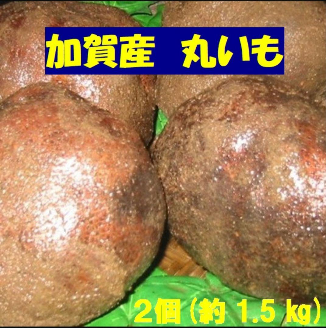 石川県 加賀丸いも 大玉２個&プレミアム 北海道 芋 1.5kg (2個)